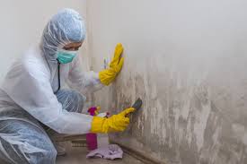 Why You Should Choose Our Mold Remediation Services in Weatherford, OK